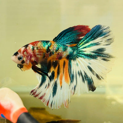 Koi Multicolor Halfmoon - Male Betta A106