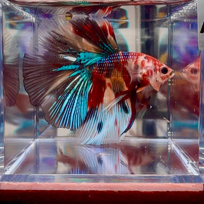 Koi Multicolor Metallic A140 Halfmoon - Male Betta