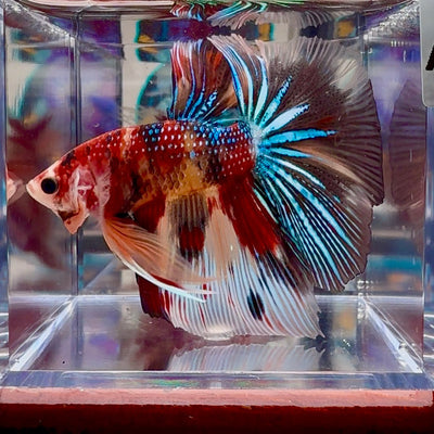 Koi Multicolor Metallic A140 Halfmoon - Male Betta