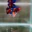 Koi Multicolor Metallic S42 Halfmoon - Male Betta