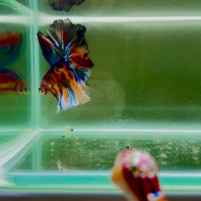 Koi Multicolor Metallic S42 Halfmoon - Male Betta