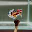 Koi Multicolor Metallic S44 Plakat - Male Betta