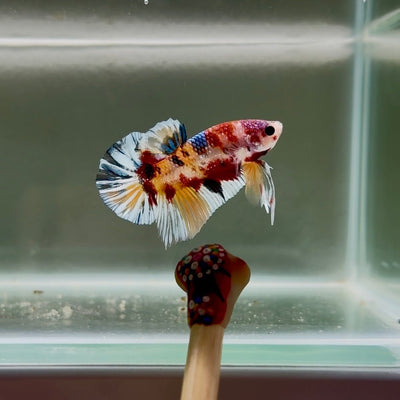 Koi Multicolor Metallic S44 Plakat - Male Betta