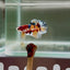Koi Multicolor Metallic S44 Plakat - Male Betta
