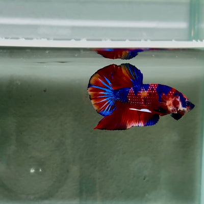 Koi Multicolor Metallic S45 Plakat - Male Betta