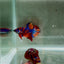 Koi Multicolor Metallic S45 Plakat - Male Betta