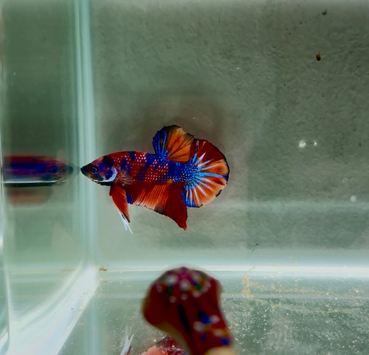 Koi Multicolor Metallic S45 Plakat - Male Betta