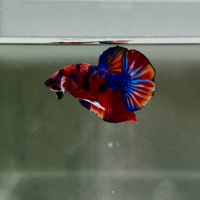 Koi Multicolor Metallic S45 Plakat - Male Betta