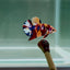 Koi Multicolor Metallic S46 Plakat - Male Betta