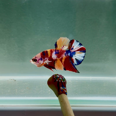 Koi Multicolor Metallic S46 Plakat - Male Betta
