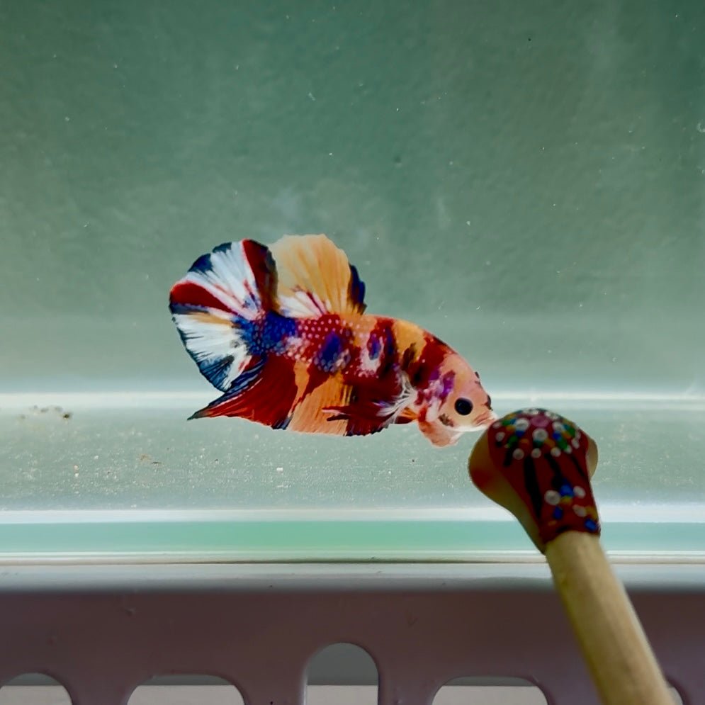 Koi Multicolor Metallic S46 Plakat - Male Betta