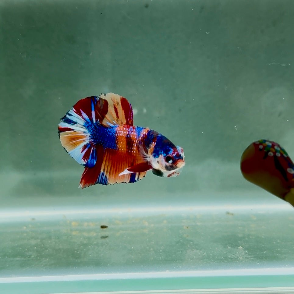 Koi Multicolor Metallic S47 Plakat - Male Betta
