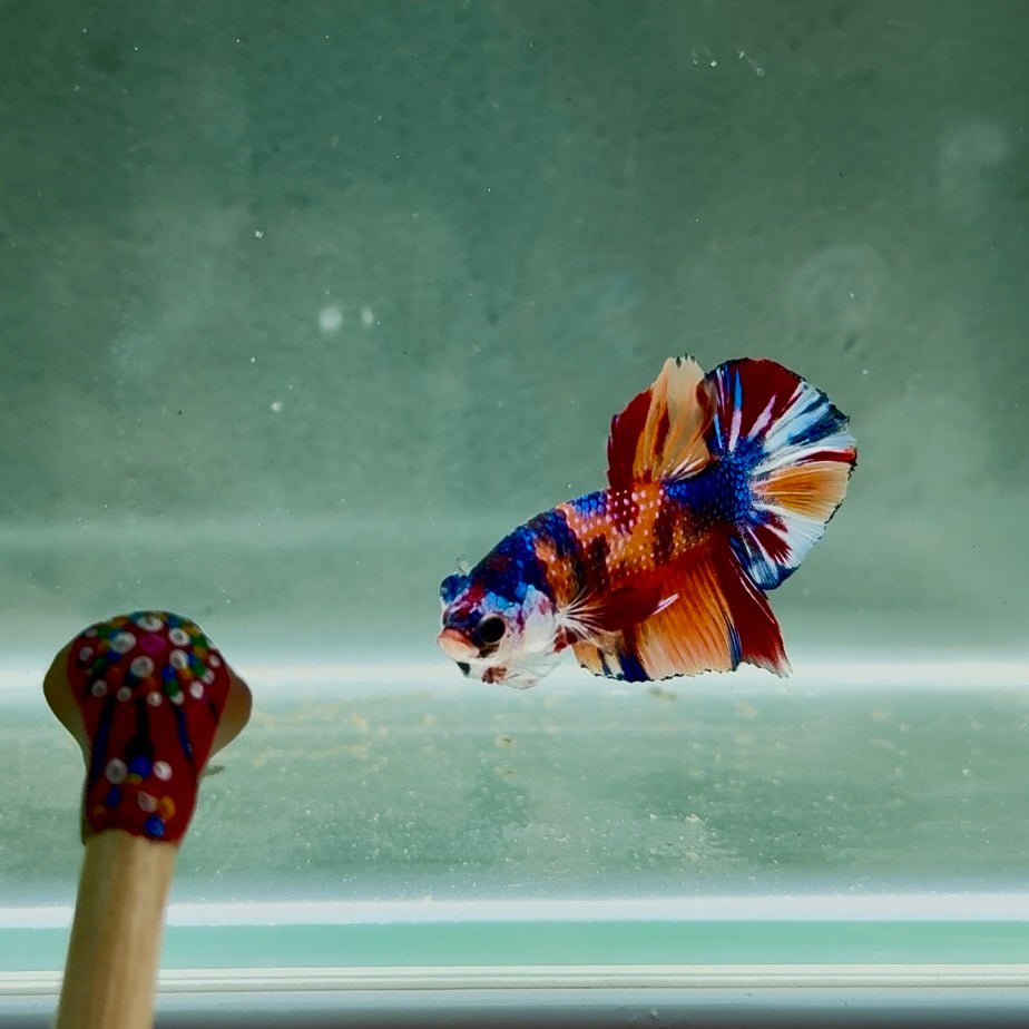 Koi Multicolor Metallic S47 Plakat - Male Betta