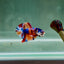Koi Multicolor Metallic S47 Plakat - Male Betta