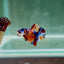 Koi Multicolor Metallic S47 Plakat - Male Betta