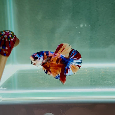 Koi Multicolor Metallic S47 Plakat - Male Betta