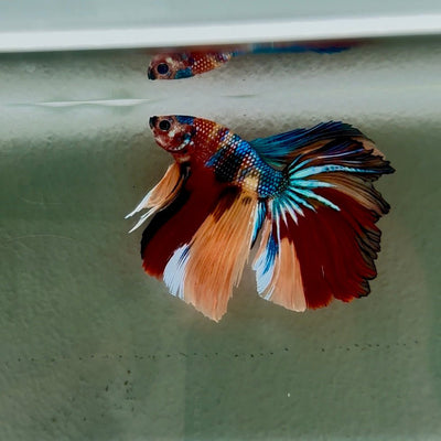 Koi Multicolor Metallic S53 Halfmoon - Male Betta