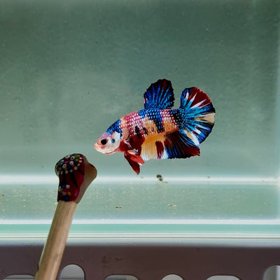 Koi Multicolor Metallic S56 Plakat - Male Betta