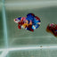 Koi Multicolor Metallic S56 Plakat - Male Betta