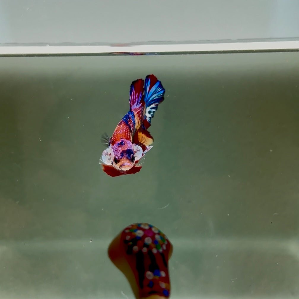 Koi Multicolor Metallic S62 Plakat - Male Betta