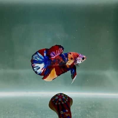Koi Multicolor Metallic S62 Plakat - Male Betta