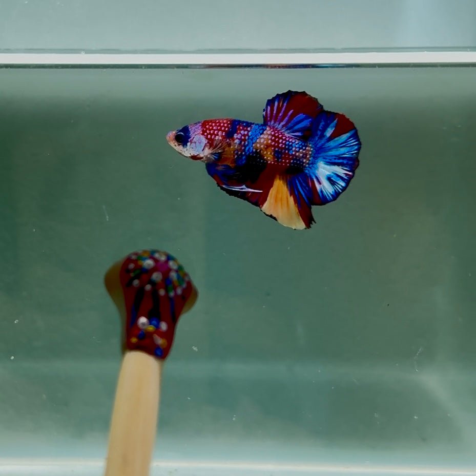 Koi Multicolor Metallic S62 Plakat - Male Betta