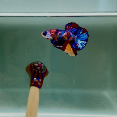 Koi Multicolor Metallic S62 Plakat - Male Betta