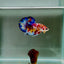 Koi Multicolor Metallic S63 Plakat - Male Betta
