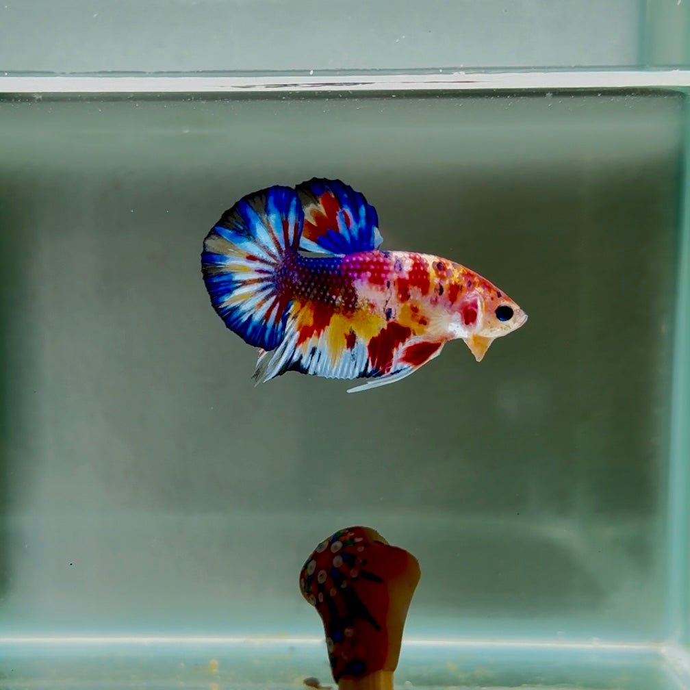 Koi Multicolor Metallic S63 Plakat - Male Betta
