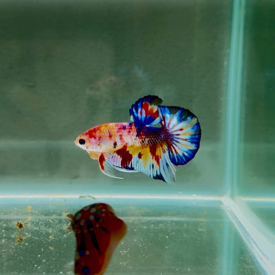 Koi Multicolor Metallic S63 Plakat - Male Betta