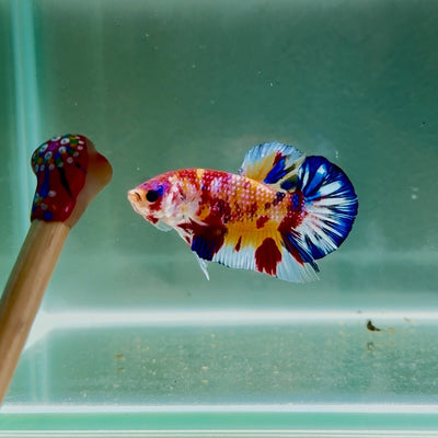 Koi Multicolor Metallic S64 Plakat - Male Betta