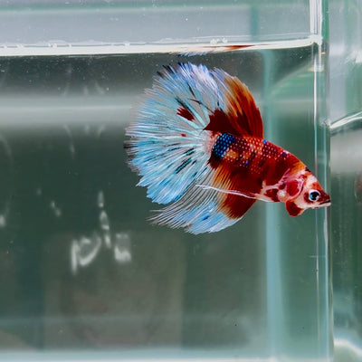 Koi Multicolor Metallic S66 Halfmoon - Male Betta