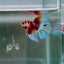 Koi Multicolor Metallic S66 Halfmoon - Male Betta