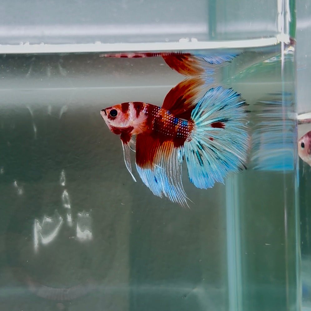 Koi Multicolor Metallic S66 Halfmoon - Male Betta