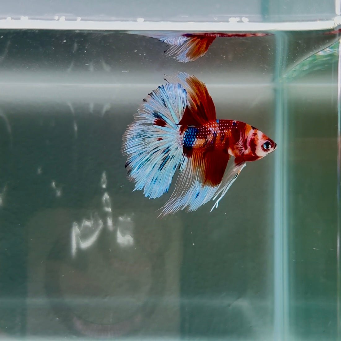 Koi Multicolor Metallic S66 Halfmoon - Male Betta