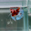 Koi Multicolor Metallic S66 Halfmoon - Male Betta