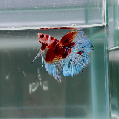 Koi Multicolor Metallic S66 Halfmoon - Male Betta