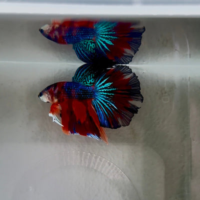 Koi Multicolor Metallic S73 Halfmoon - Male Betta