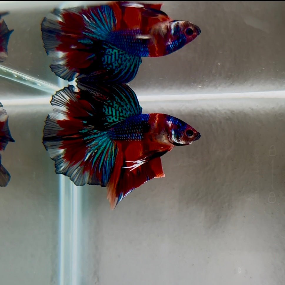 Koi Multicolor Metallic S73 Halfmoon - Male Betta