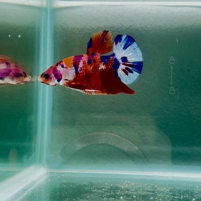 Koi Multicolor Metallic S75 Plakat - Male Betta