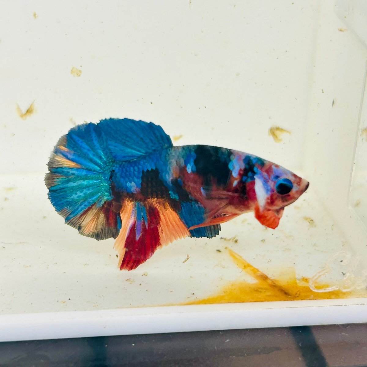 Koi Multicolor Plakat - Male Betta 060