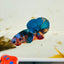 Koi Multicolor Plakat - Male Betta 060