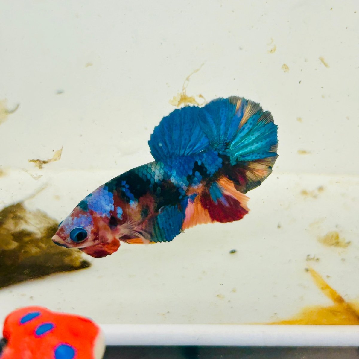 Koi Multicolor Plakat - Male Betta 060