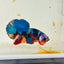 Koi Multicolor Plakat - Male Betta 060