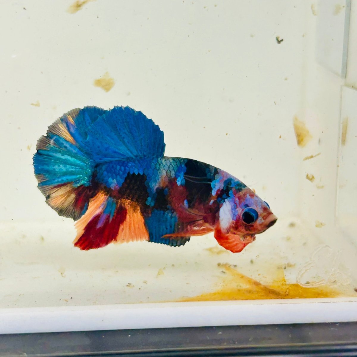Koi Multicolor Plakat - Male Betta 060
