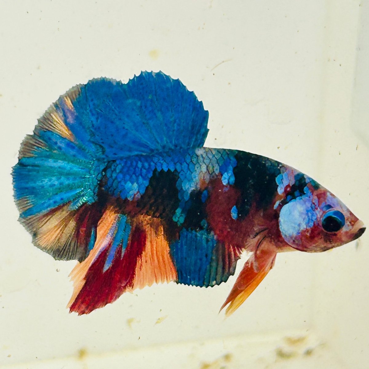 Koi Multicolor Plakat - Male Betta 060