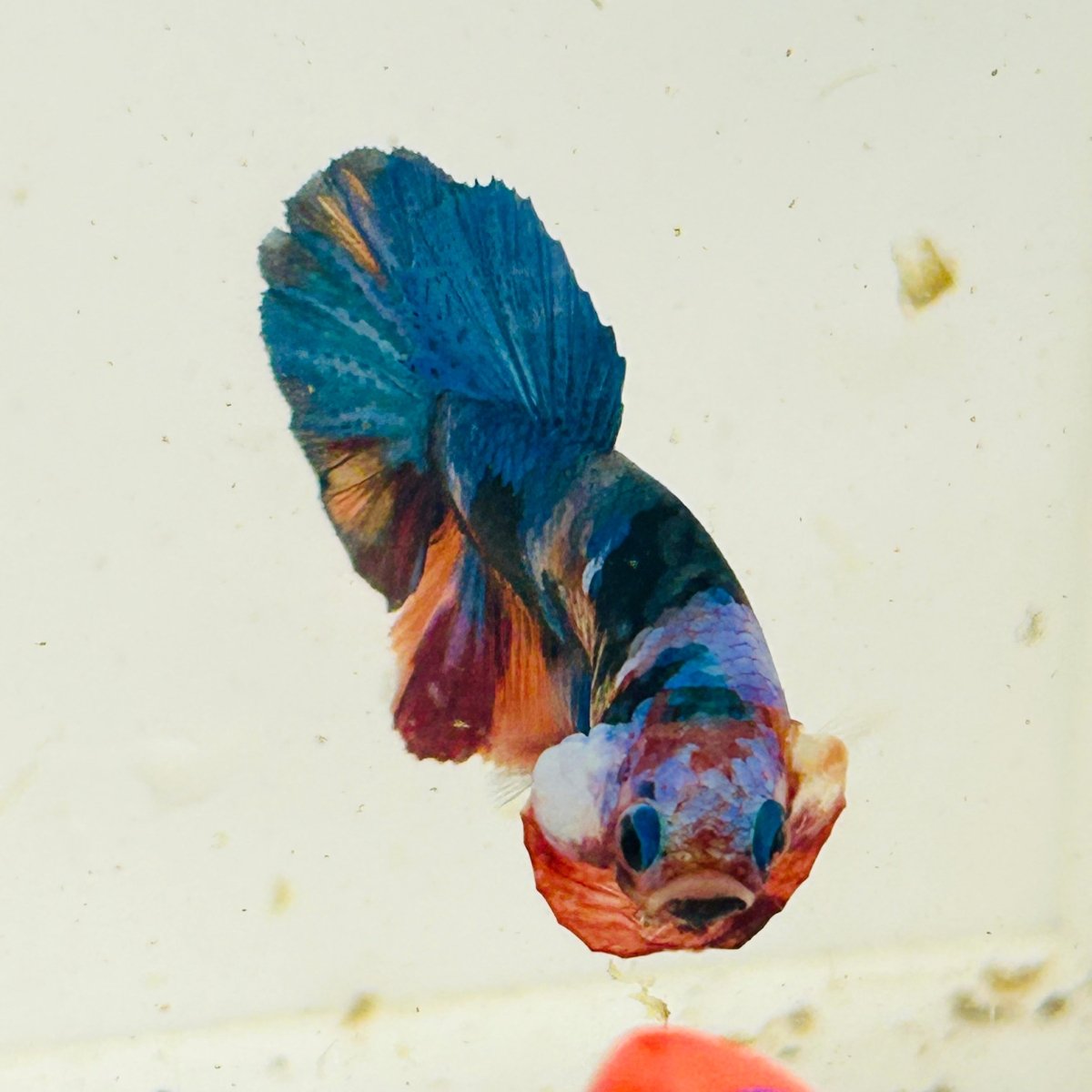 Koi Multicolor Plakat - Male Betta 060
