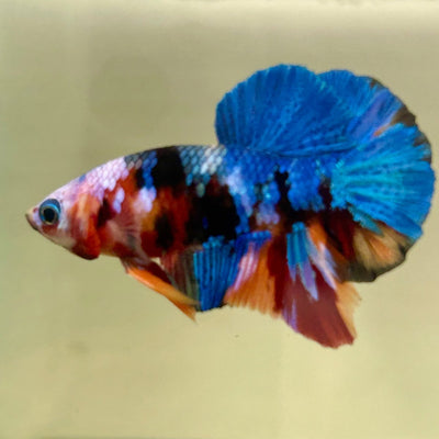 Koi Multicolor Plakat - Male Betta 060