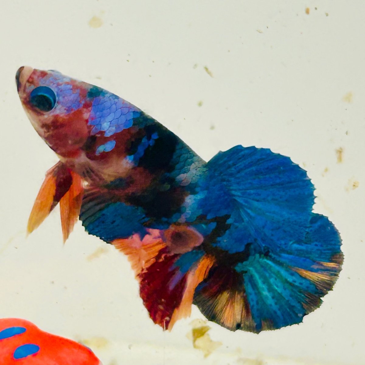 Koi Multicolor Plakat - Male Betta 060
