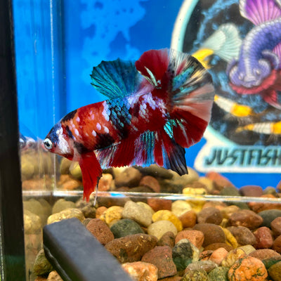 Koi Multicolor Plakat - Male Betta 082